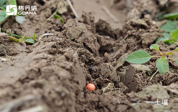 實(shí)驗(yàn)陶瓷加熱板不同酸量對土壤金屬分析影響的重要性